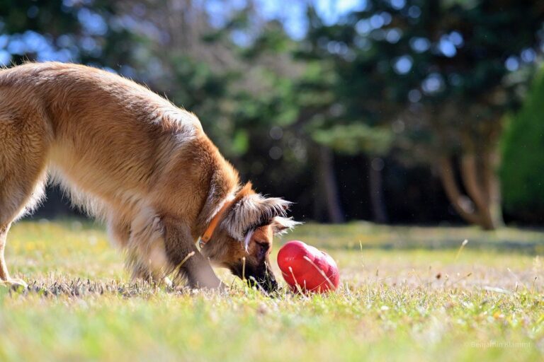 A Guide to Choosing the Perfect Dog Toys