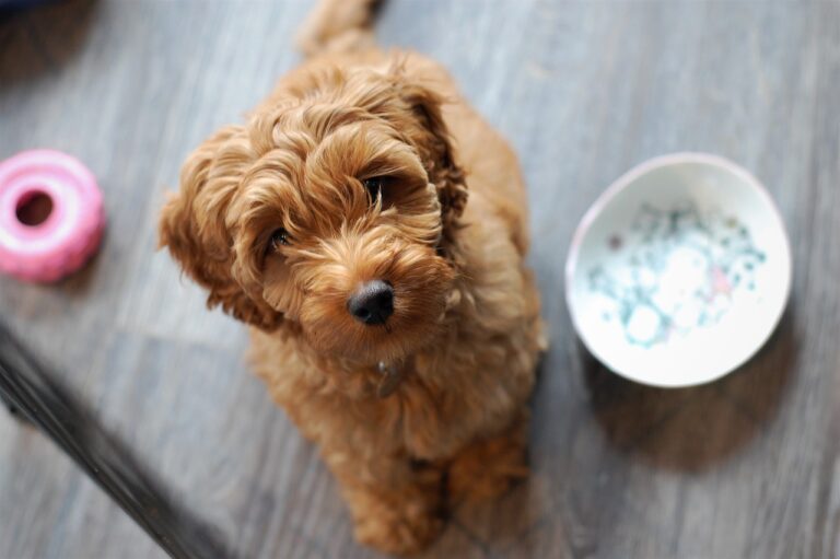 Tips to Prevent Food Aggression in Your Family Dog