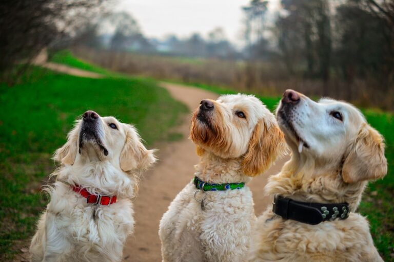 Choosing the Best Treats for Your Beloved Dog