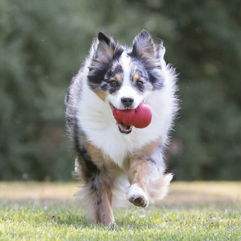 A Dog Toy for The Ages: The Classic Kong