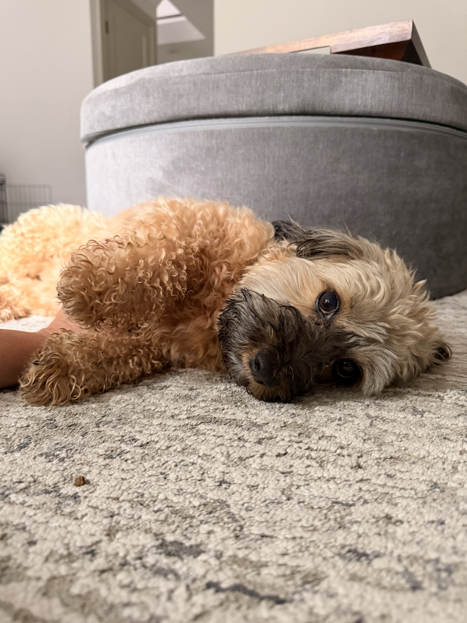 Signs Your Dog Isn’t Getting Enough Mental Stimulation 🧠🐾
