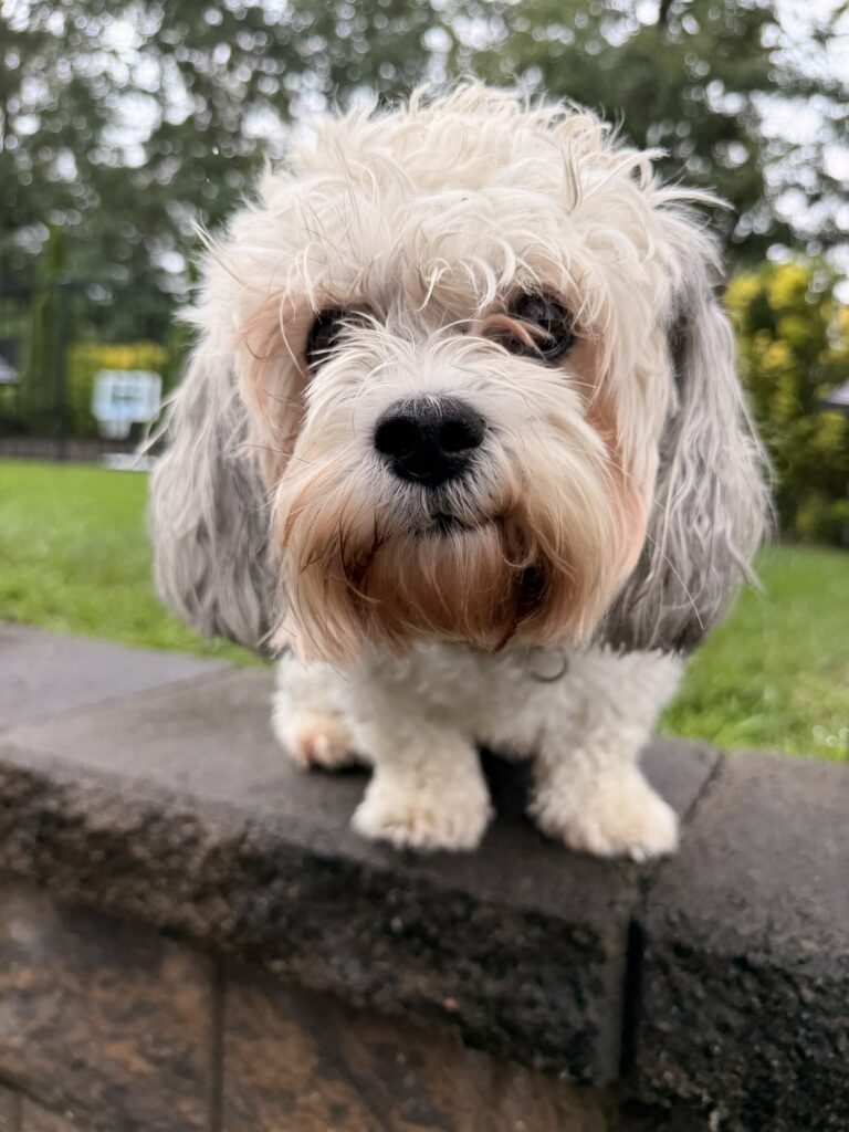 25 Ways to Tire Out Your Dog Without a Long Walk 🌧️🐾