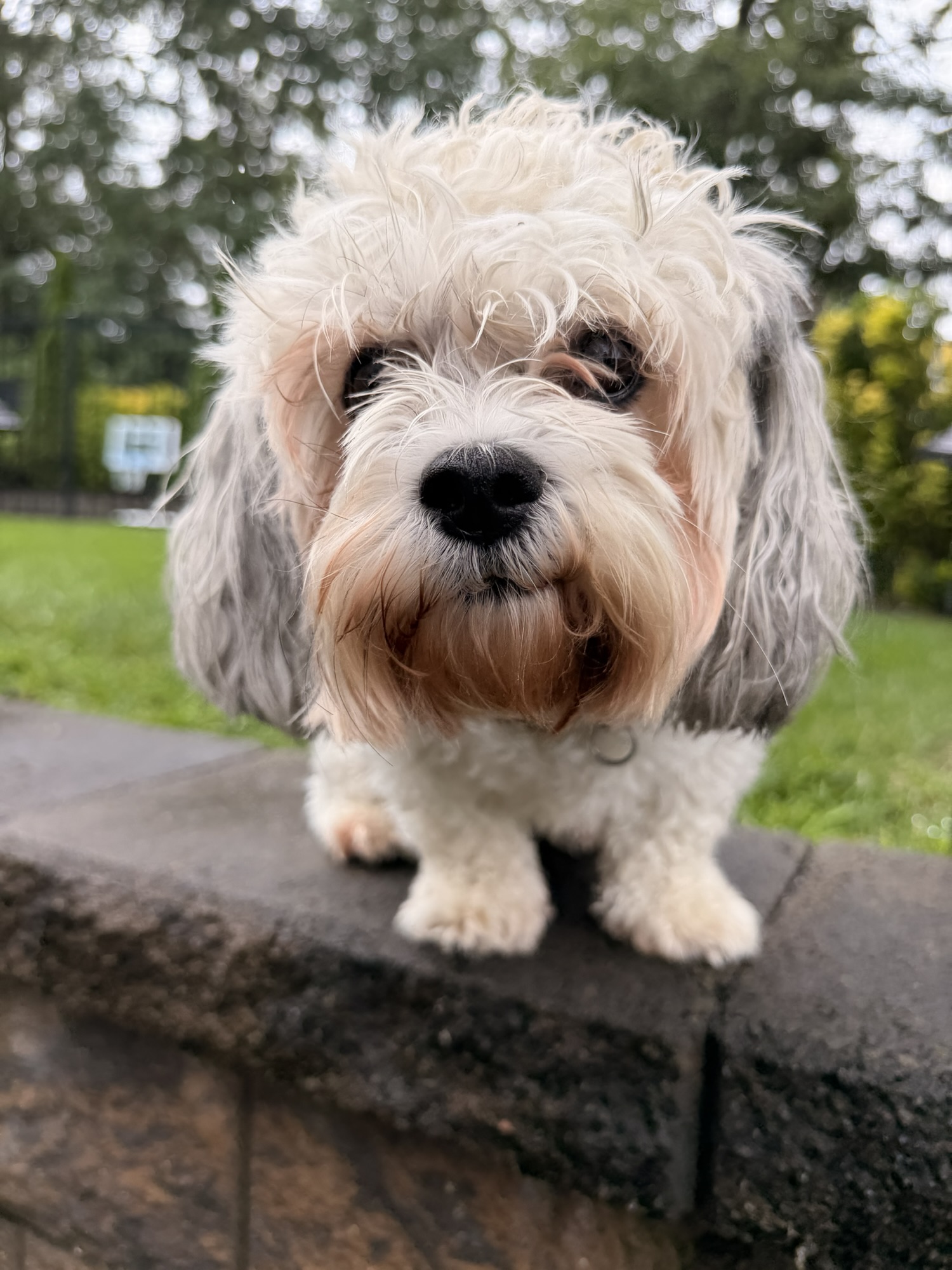 25 Ways to Tire Out Your Dog Without a Long Walk 🌧️🐾