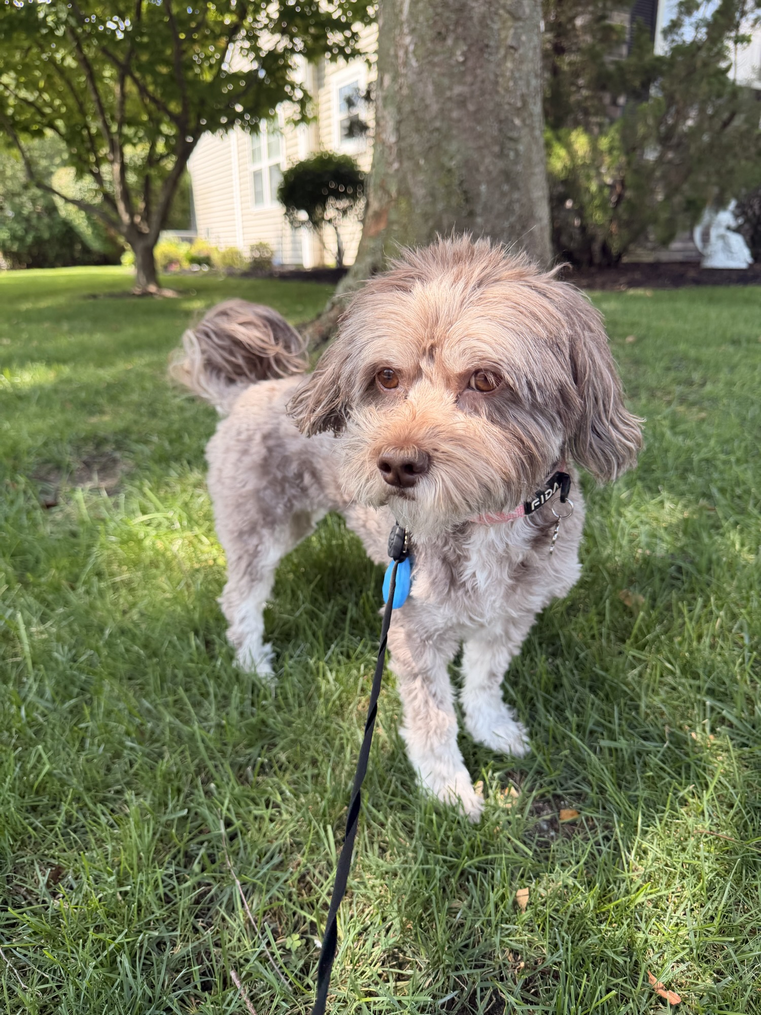 Understanding Your Dog’s Body Language 🐶💬