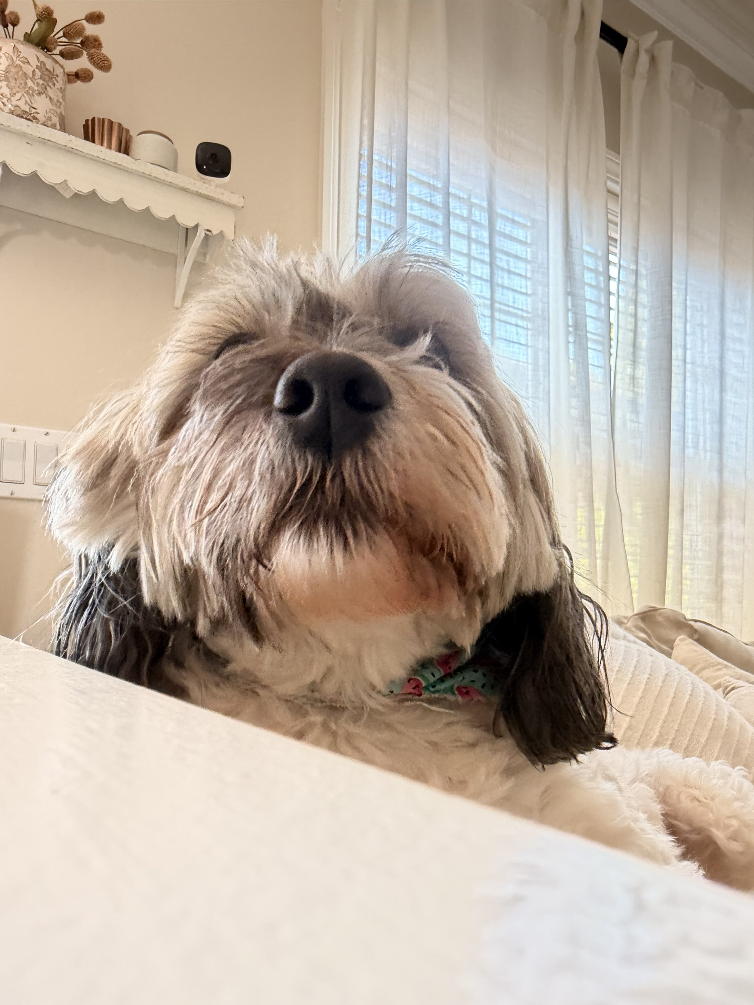 The Power of the Dog Nose: Your Pup’s Built-In Superpower! 👃🐶🐾
