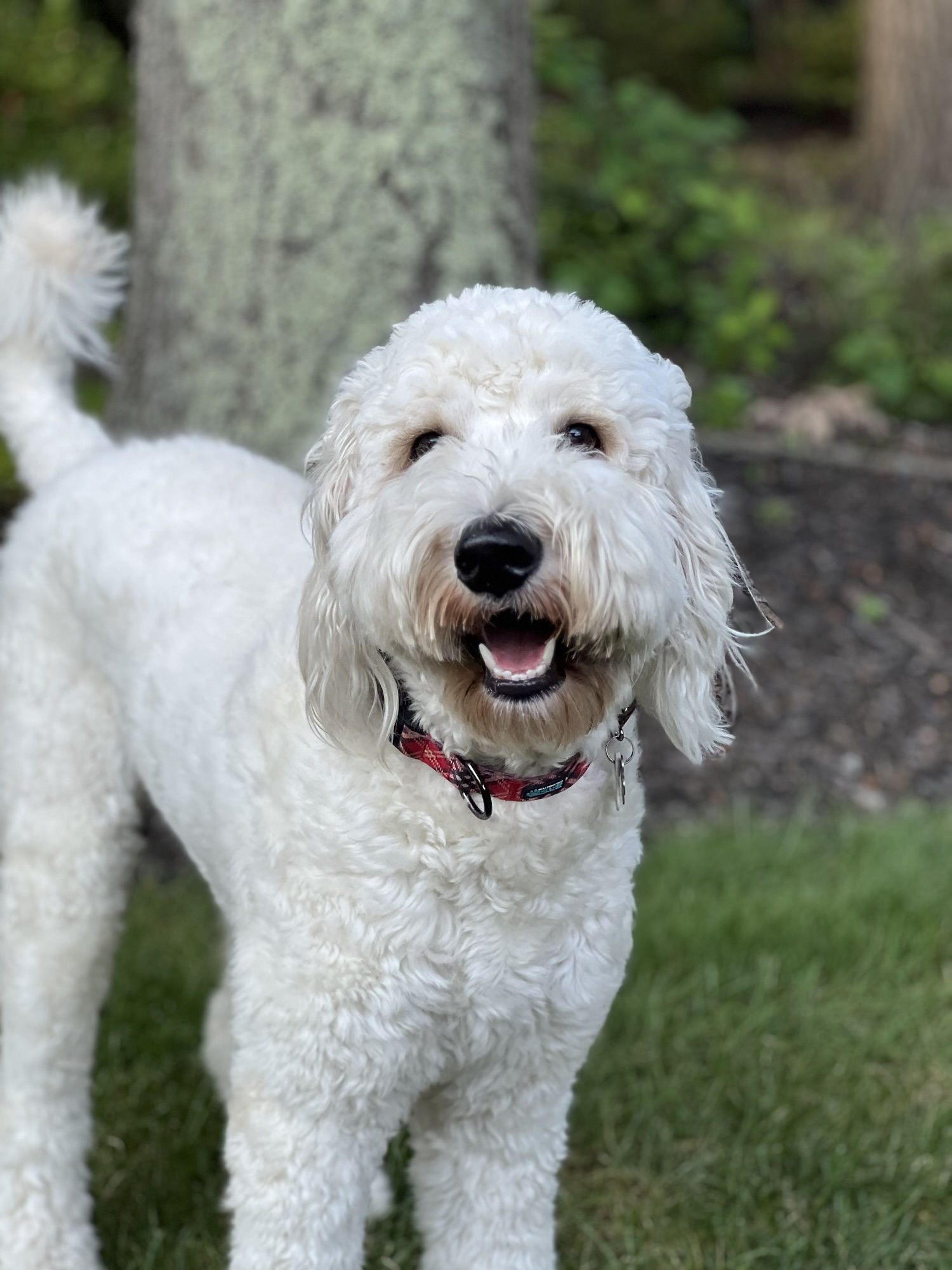 The Ultimate Guide to Raising a Happy Dog 🐾❤️