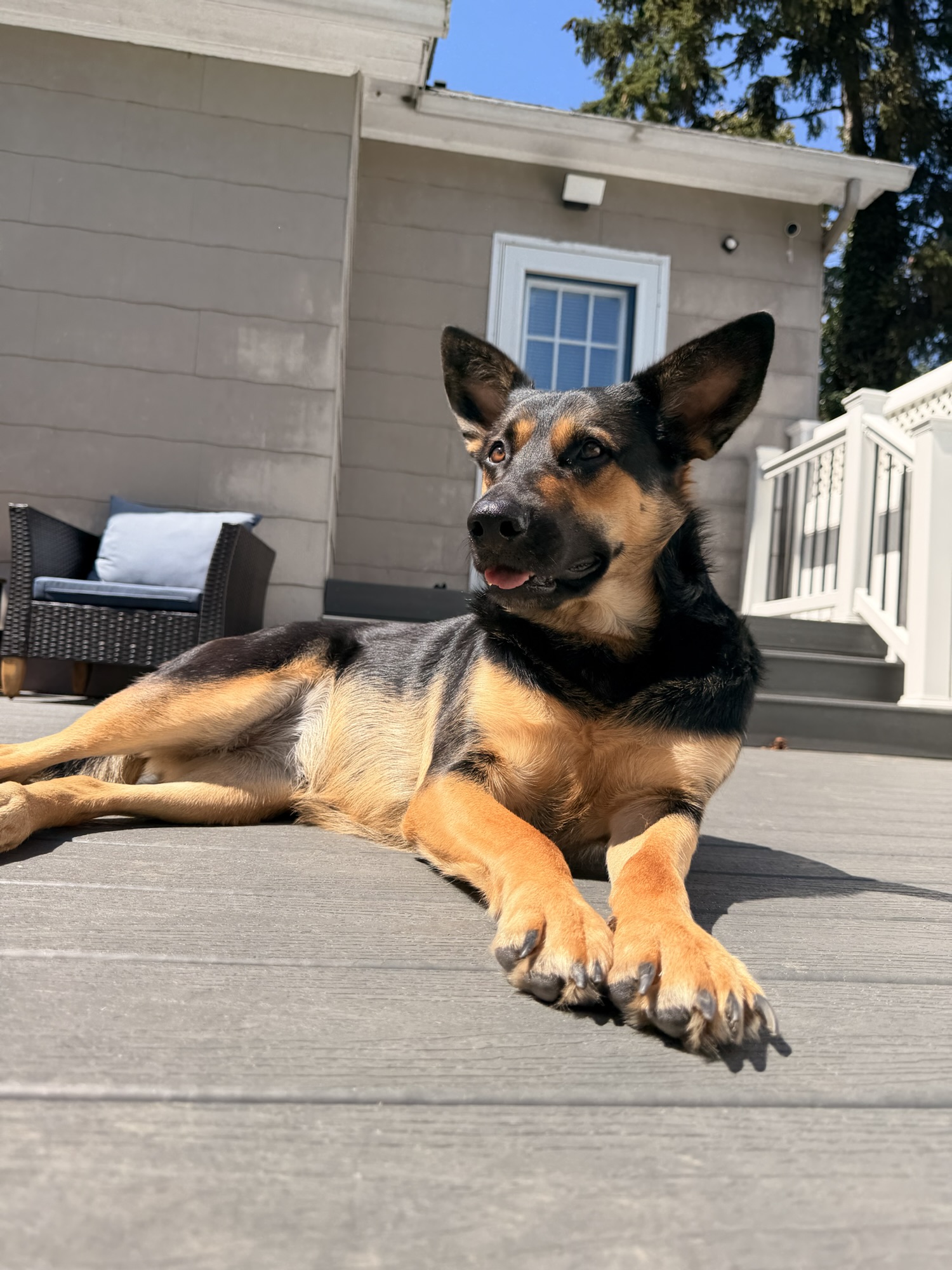 10 Totally Normal Things Your Dog Does That Seem Completely Crazy