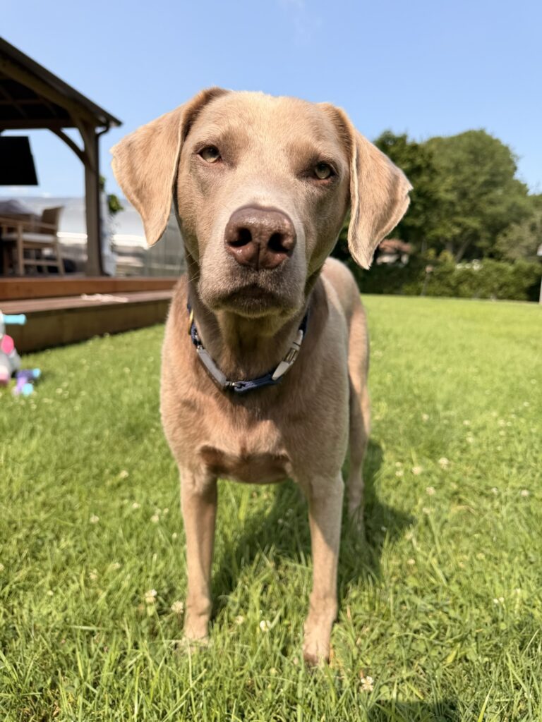 Labrador Retriever Guide 🐕💛