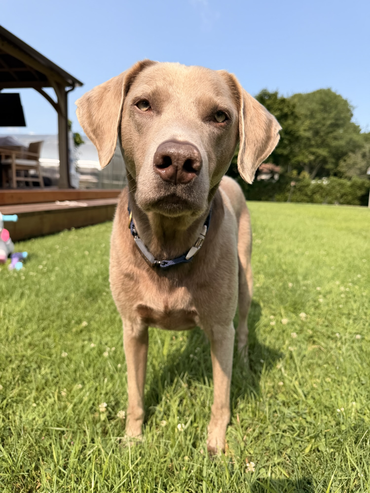 Labrador Retriever Guide 🐕💛