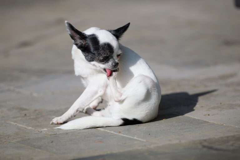 Why Does My Dog Keep Licking Their Paws? 7 Reasons (and When to Worry)