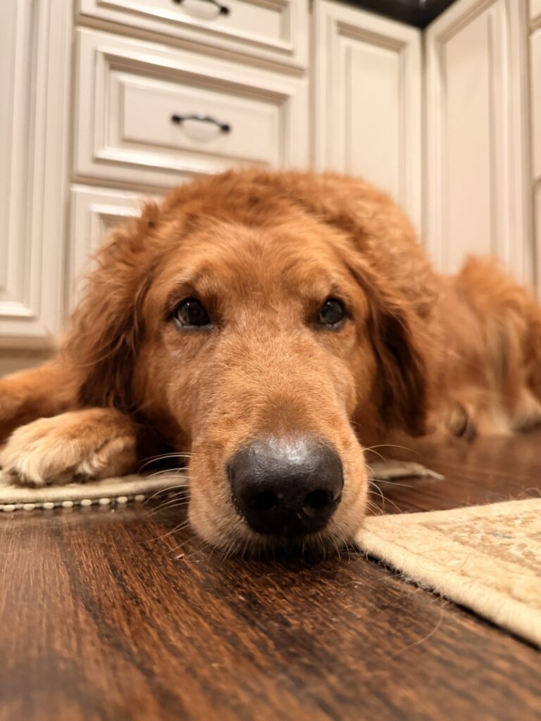 10 Easy Ways to Stimulate Your Dog’s Brain at Home Using Things You Already Have 🐶🧠